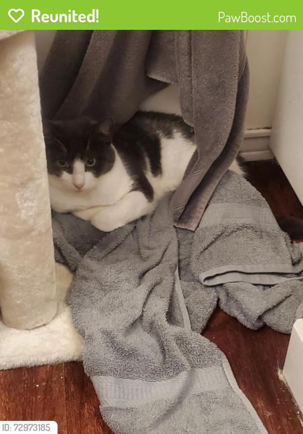 Reunited Male Cat last seen Waffles and Whatnot by Muldoon Rd., Anchorage, AK 99504