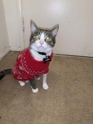 Lost Male Cat last seen Goodfellow circle, St. Louis, MO 63120