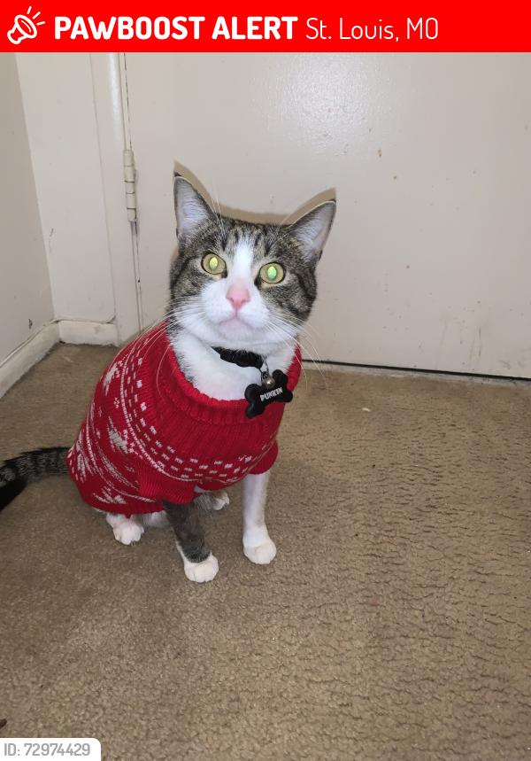 Lost Male Cat last seen Goodfellow circle, St. Louis, MO 63120