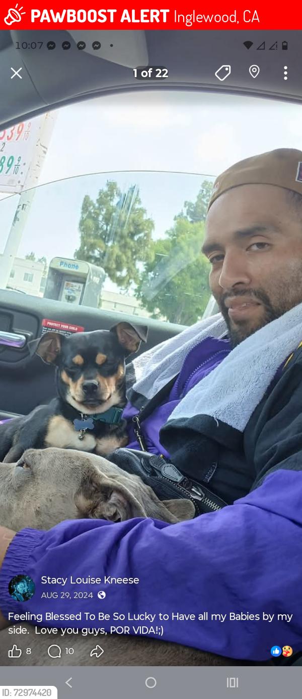 Lost Male Dog last seen Near s 3rd ave, inglewood, CA 90305, Inglewood, CA 90305