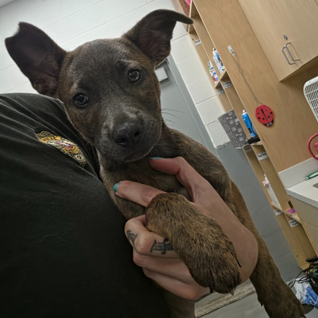 Shelter Stray Male Dog last seen Midwest City, 8485 E Reno Ave, Midwest City, OK 73110, USA