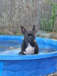 Reunited Male Dog last seen lamplight, Austin, TX 78727