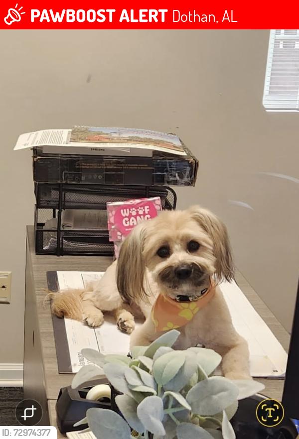 Lost Male Dog last seen Corner of West Cook rd & South Park Ave in Rehobeth, AL, Dothan, AL 36301