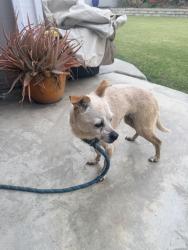 Found/Stray Female Dog last seen Liege & Brannen, Huntington Beach, CA 92649