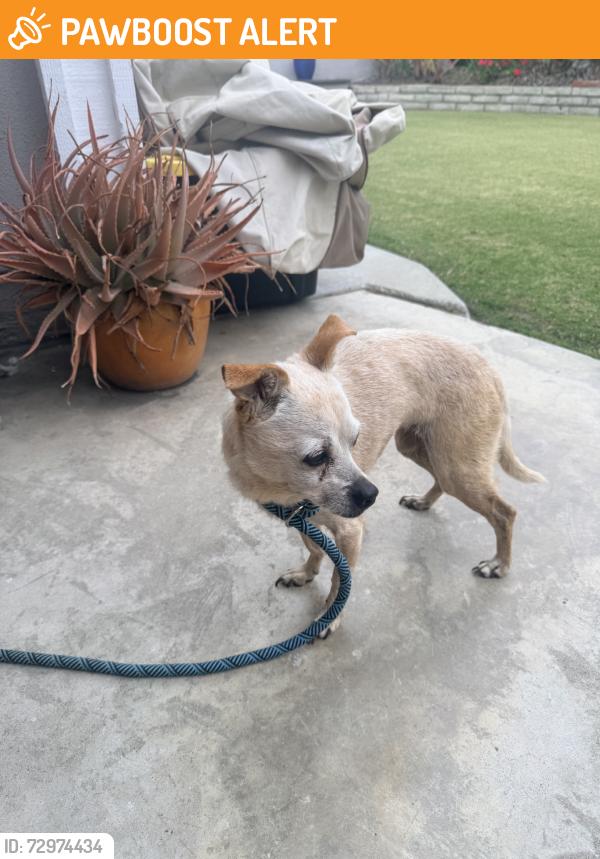 Found/Stray Female Dog last seen Liege & Brannen, Huntington Beach, CA 92649