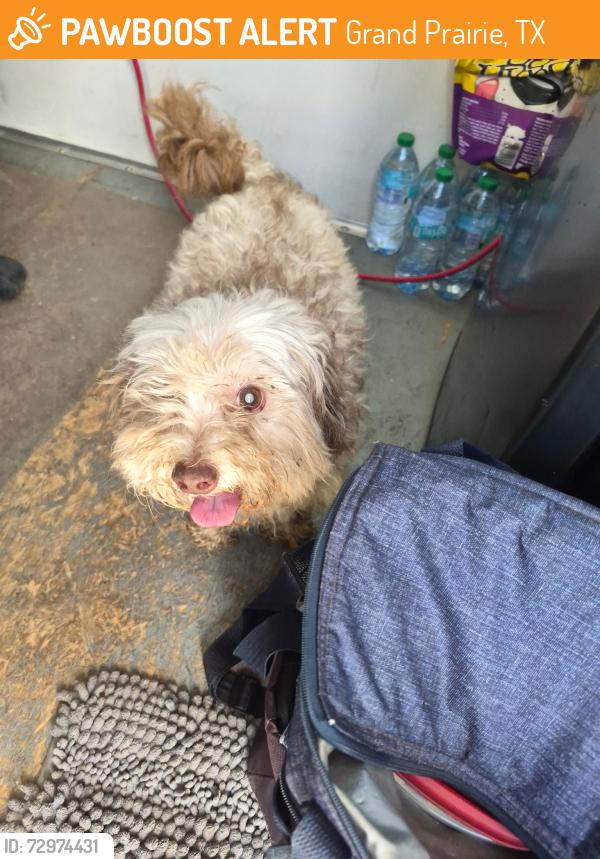 Found/Stray Unknown Dog last seen Near gas well drilling site at entrance to park trail on Matthew Rd south of Bardin Rd., Grand Prairie, TX 75052