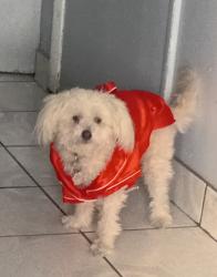 Reunited Female Dog last seen 12th st Collier in waukegan , Waukegan, IL 60085