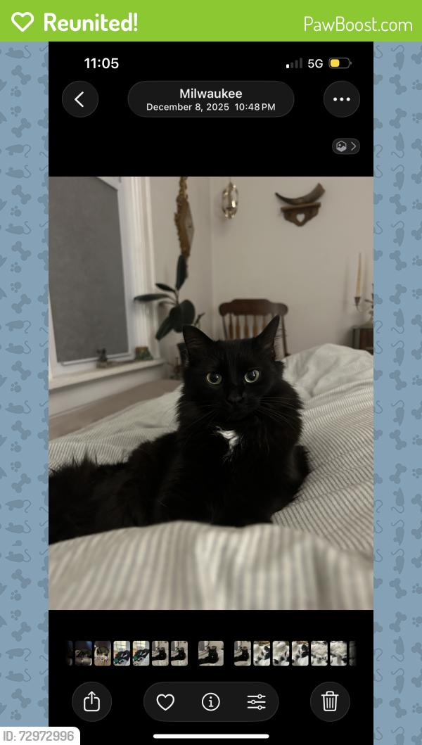 Reunited Female Cat last seen Holton St, Milwaukee, WI 53212