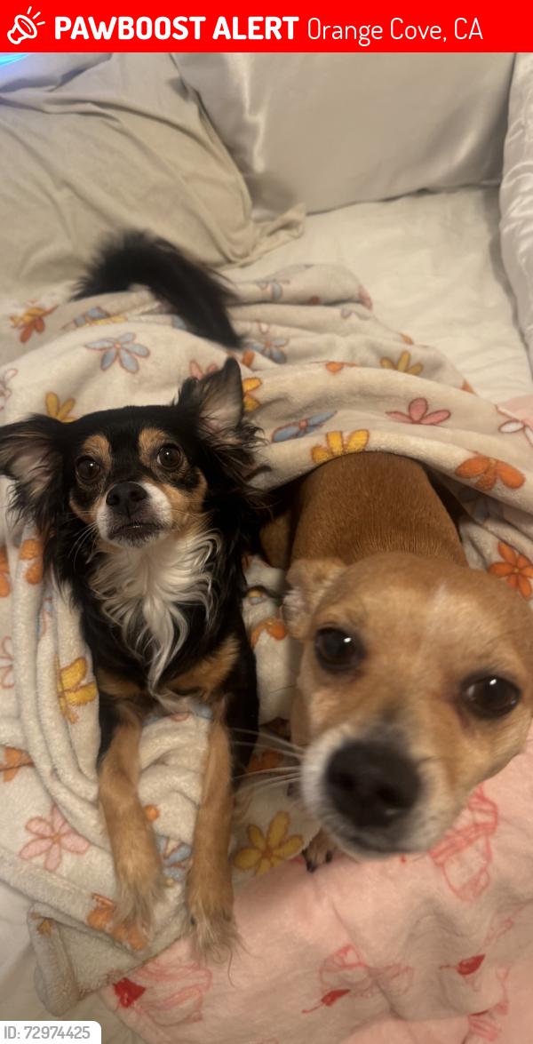 Lost Unknown Dog last seen Hill Ave and Adam’s Ave, Orange Cove, CA 93646