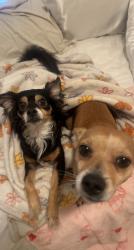 Lost Unknown Dog last seen Hill Ave and Adam’s Ave, Orange Cove, CA 93646