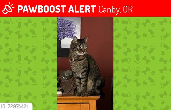 Lost Male Cat last seen SW 3rd Ave and S Grant, Canby, OR, Canby, OR 97013