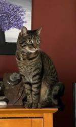 Lost Male Cat last seen SW 3rd Ave and S Grant, Canby, OR, Canby, OR 97013