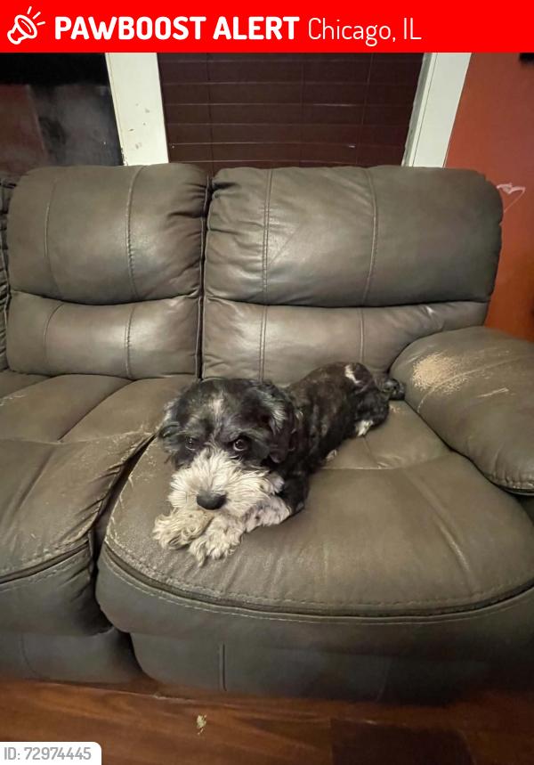Lost Male Dog last seen Near s Komenky av , Chicago, IL 60623