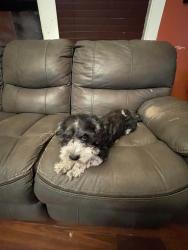 Lost Male Dog last seen Near s Komenky av , Chicago, IL 60623