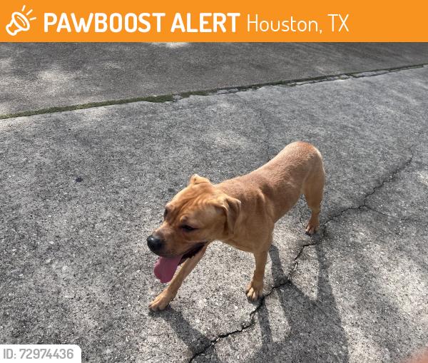 Found/Stray Female Dog last seen Terrace Oaks Dr., Houston, TX 77068, Houston, TX 77068
