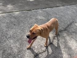 Found/Stray Female Dog last seen Terrace Oaks Dr., Houston, TX 77068, Houston, TX 77068
