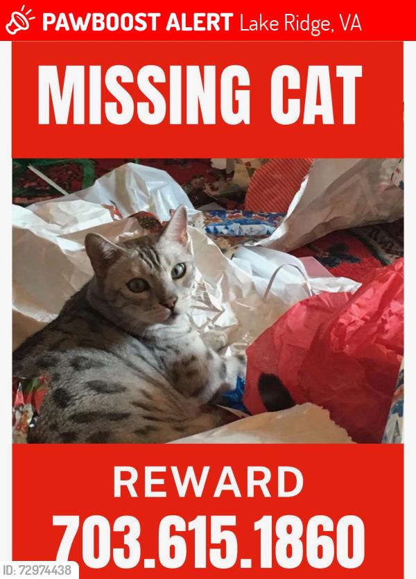 Lost Male Cat last seen Hedges Run and Mt. Burnside, Lake Ridge, VA 22192