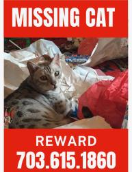 Lost Male Cat last seen Hedges Run and Mt. Burnside, Lake Ridge, VA 22192