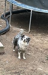 Reunited Male Dog last seen Westwood Pl, Grayson, GA, Gwinnett County, GA 30017