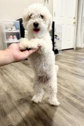 Reunited Female Dog last seen Dutchbros , Carmichael, CA 95608