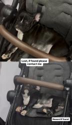 Lost Female Dog last seen E Cambria , Philadelphia, PA 19134