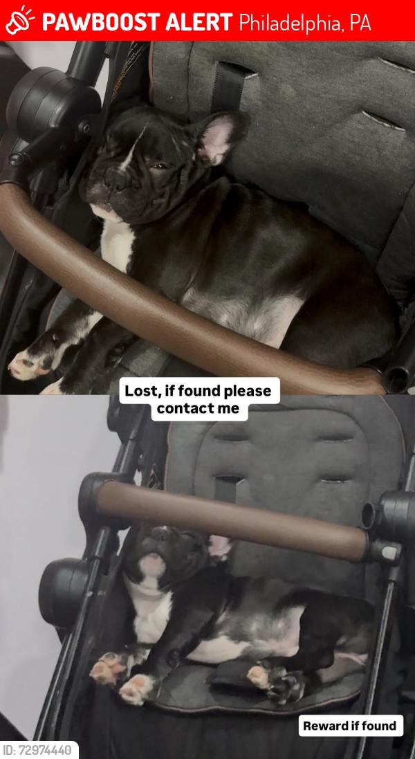 Lost Female Dog last seen E Cambria , Philadelphia, PA 19134