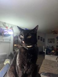 Lost Female Cat last seen Sams wholesale on NW 39th. & May, Oklahoma City, OK 73112