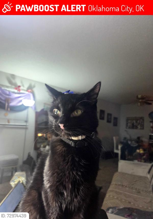 Lost Female Cat last seen Sams wholesale on NW 39th. & May, Oklahoma City, OK 73112