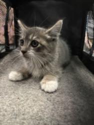 Shelter Stray Male Cat last seen , West Valley Animal Shelter, 20655 Plummer St, Chatsworth, CA 91311, USA