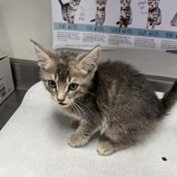 Shelter Stray Female Cat last seen Near BLOCK CASSWELL CIRCLE, 4710 TX-151, San Antonio, TX 78227, USA