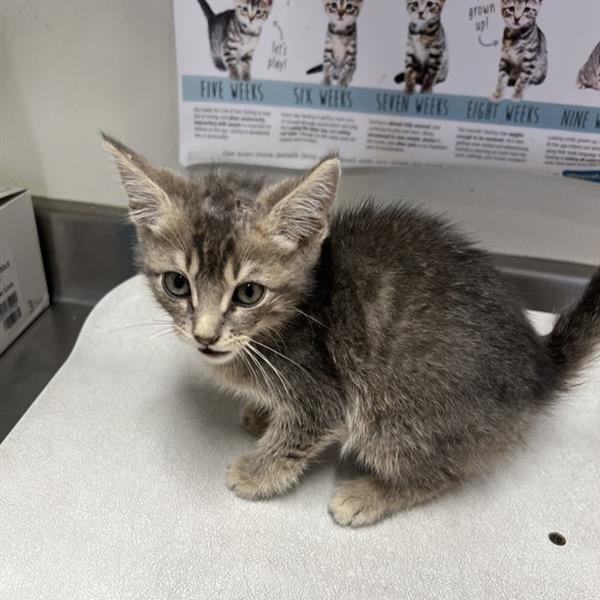 Shelter Stray Female Cat last seen Near BLOCK CASSWELL CIRCLE, 4710 TX-151, San Antonio, TX 78227, USA