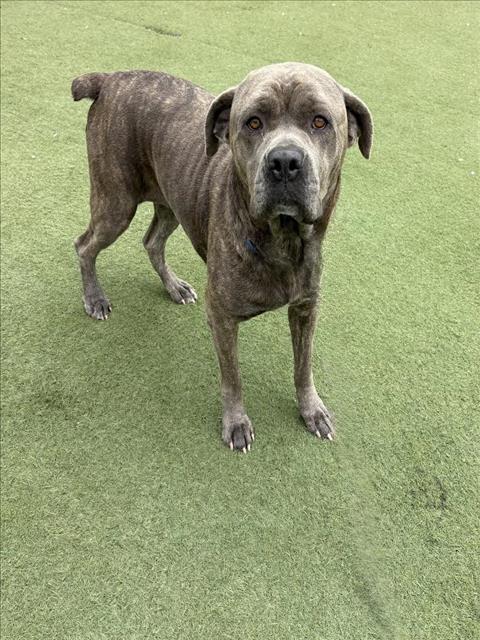 Shelter Stray Female Dog last seen , 11361 W Pico Blvd, Los Angeles, CA 90064, USA