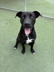 Shelter Stray Male Dog last seen , 11361 W Pico Blvd, Los Angeles, CA 90064, USA