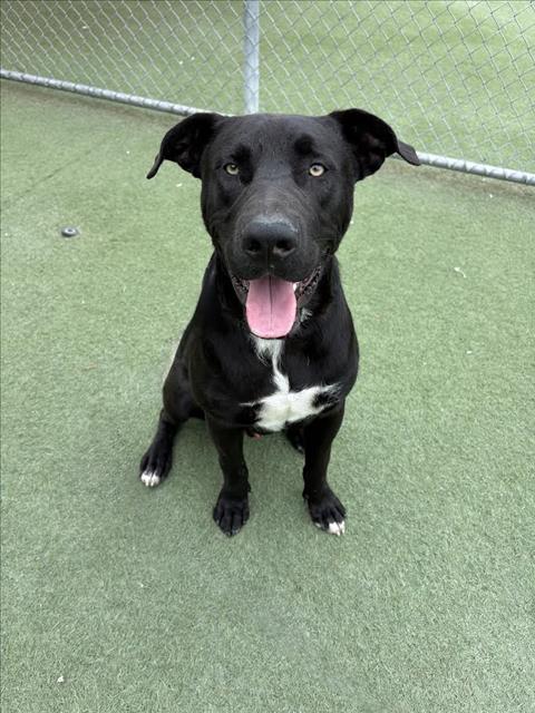 Shelter Stray Male Dog last seen , 11361 W Pico Blvd, Los Angeles, CA 90064, USA