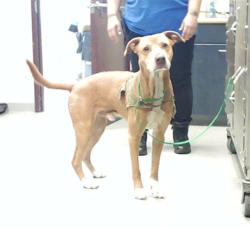 Shelter Stray Male Dog last seen , 4704 Corporation Dr, Fayetteville, NC 28306, USA