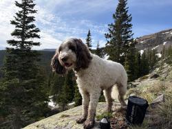 Lost Female Dog last seen 33rd avenue and Central Park Blvd, Denver, CO 80238