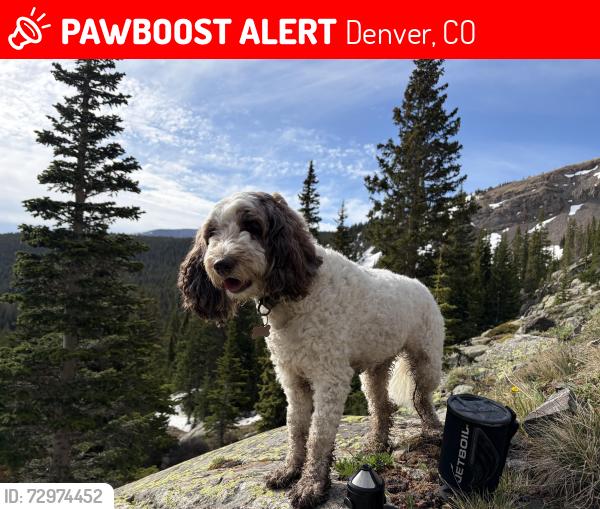 Lost Female Dog last seen 33rd avenue and Central Park Blvd, Denver, CO 80238