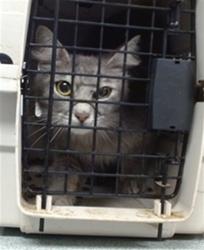 Shelter Stray Female Cat last seen Near BLOCK SW 20TH ST, 2811 SE 29th St, Oklahoma City, OK 73129, USA