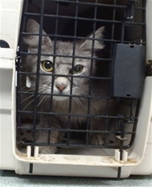 Shelter Stray Female Cat last seen Near BLOCK SW 20TH ST, 2811 SE 29th St, Oklahoma City, OK 73129, USA