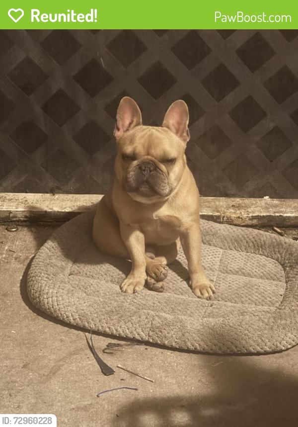 Reunited Male Dog last seen Sandstone , Temple, TX 76502