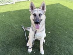 Shelter Stray Female Dog last seen , Los Angeles, CA 90031