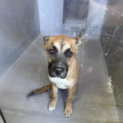 Shelter Stray Male Dog last seen Near BLK SHORELINE, Alameda, CA 94501
