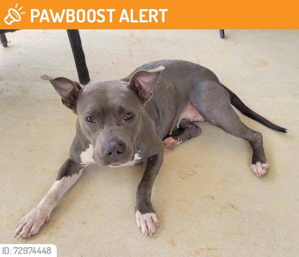 Found/Stray Female Dog last seen Wishbone lane and wishbone Rd , North Northwest Pensacola, FL 32533