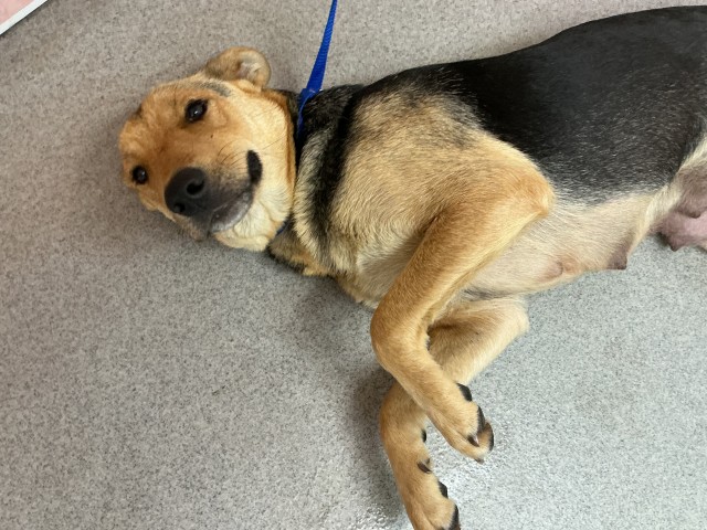 Shelter Stray Female Dog last seen Near BLOCK HIGHLAND AVE, 333 Chandler Pl, San Bernardino, CA 92408, USA