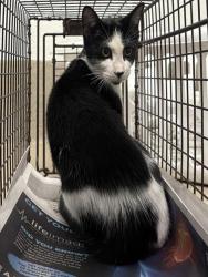 Shelter Stray Unknown Cat last seen Near BLOCK NW 37 MNR, SUNRISE FL 33351, Davie, FL 33312