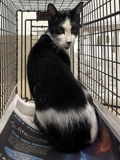 Shelter Stray Unknown Cat last seen Near BLOCK NW 37 MNR, SUNRISE FL 33351, Davie, FL 33312