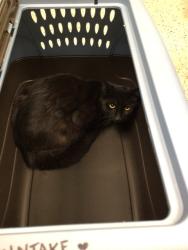 Shelter Stray Female Cat last seen Near BLOCK E 120TH AVE, 12155 Park Blvd, Brighton, CO 80601, USA