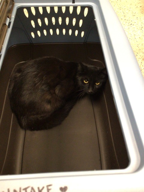 Shelter Stray Female Cat last seen Near BLOCK E 120TH AVE, 12155 Park Blvd, Brighton, CO 80601, USA