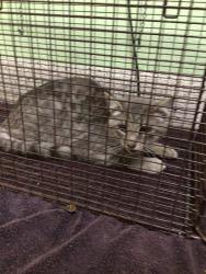 Shelter Stray Male Cat last seen Near BLOCK E 120TH AVE, 12155 Park Blvd, Brighton, CO 80601, USA