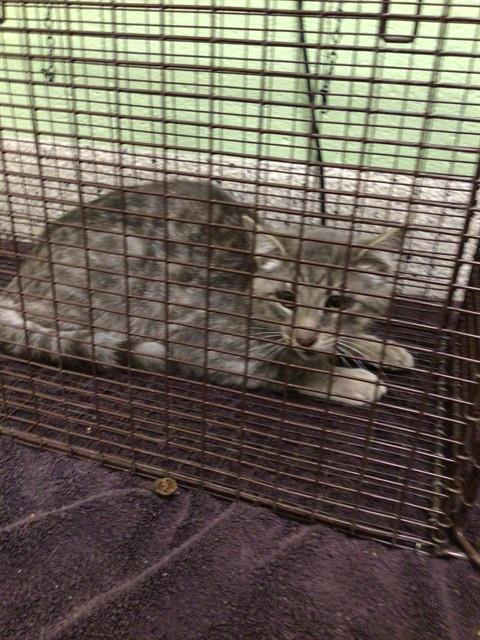 Shelter Stray Male Cat last seen Near BLOCK E 120TH AVE, 12155 Park Blvd, Brighton, CO 80601, USA
